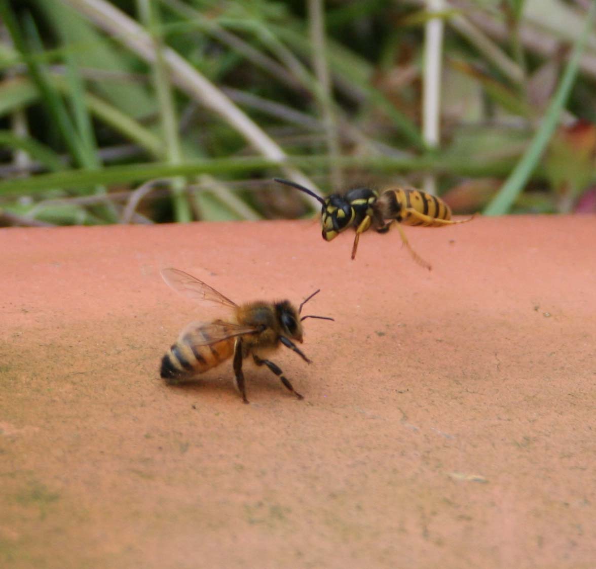wasps-attacking-bees 057a.jpg